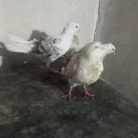 ۱۰ تا کفتر|پرنده|بروجرد, |دیوار