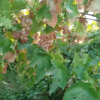 انگور شاهرودی ارگانیک
