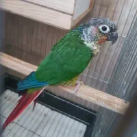 مشاوره میدم جهت نگهداری طوطی سانان