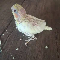 جوجه سرلاکی عروس هلندی|پرنده|صدرا-فارس, فاز ۱|دیوار