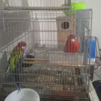 جفت رزیلا مولد