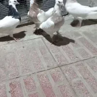 سه تا آجری دوتاش نر و یه سیاه ماده