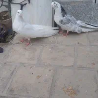 یک جفت کبوتر|پرنده|اردکان, |دیوار