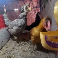 مرغ و جوجه