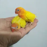 طوطی برزیلی سرلاکی و گرینچیک تازه دونخور