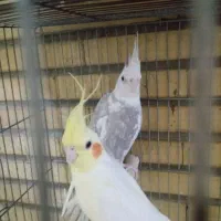 عروس هلندی گلدین|پرنده|اندیشه, اندیشه فاز ۵|دیوار