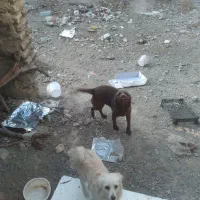 دو عدد پا کوتاه یک نر یک ماده