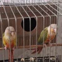 دو جفت گرینیچیک|پرنده|خمینی‌شهر, |دیوار
