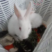 خرگوش سفید لوپی