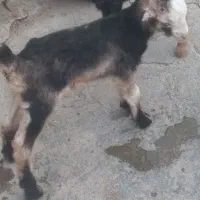 ۲ عدد کهره شیری نرو ماده