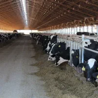 پکیج-کامل-گاوداری-و-استخر-ماهی-سند-دار