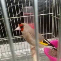 سهره کرمونی دورگ جوجه بهاره