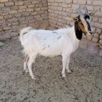 بز و بره|حیوانات مزرعه|فردوس (خراسان), |دیوار
