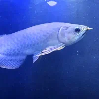 ماهی آروانا جاردینی