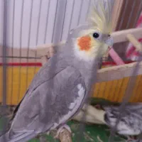 واگذاری عروس هلندی