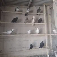 کبوتره تهرانی، وتعدادی لوتی