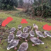 فروش غاز نمای اصل