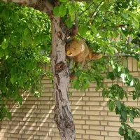 خط رُند قدیمی۳۱۴