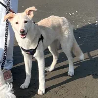 واگذاری رایگان سگ اشپیتز