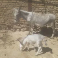 شیر خر موجود هست