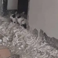 خرگوش|موش و خرگوش|بهبهان, |دیوار