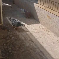 کفتر کبوتر|پرنده|شیراز, صاحب الزمان|دیوار