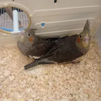 جوجه عروس هلندی