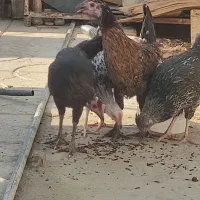 جوجه مرغ محلی|حیوانات مزرعه|نوبندگان, |دیوار