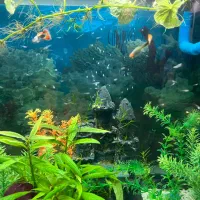 اکواریوم چینی شرکتی بسیارتمیز با تمامی وسایل|ماهی|نیشابور, مسکن مهر نور|دیوار