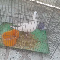 کبوتر دمبی ماده|پرنده|سبزوار, شرق کال شمالی|دیوار