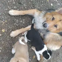 توله سگ ژرمن