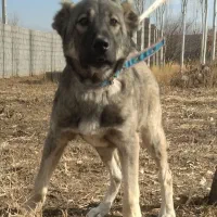 توله سرابی ناب