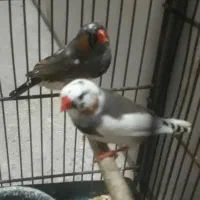 فنچ جفت و تک