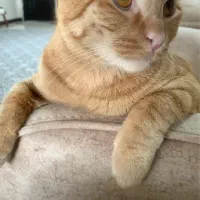 گمشده گربه نارنجی
