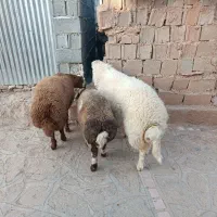 بره نر. قوچی|حیوانات مزرعه|قائن, |دیوار