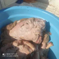 کله پاچه شیشک نر درشت سیرابی و جگر گوسفندی تازه