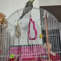 عروس هلندی نر سخنگو|پرنده|طبس, |دیوار