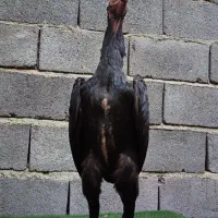 جوجه لاری اوشامو المانی|حیوانات مزرعه|کرمانشاه, |دیوار