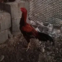 خروس و بوقلمون|حیوانات مزرعه|تخت, |دیوار