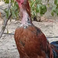 خروس لاری|حیوانات مزرعه|بومهن, |دیوار