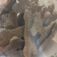 بیسکویت|خوردنی و آشامیدنی|رشت, شهرک قدس|دیوار