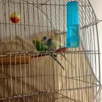 مرغ عشق جفت