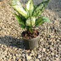 عرضه عمده و تک انواع گل و گیاه