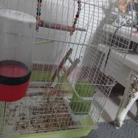 یک قفس عروس هلندی در حد نو