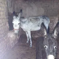 الاغ ماده به همراه کره
