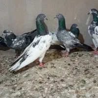 کبوتر پاکستانی