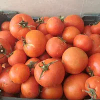 گوجه|خوردنی و آشامیدنی|قهدریجان, |دیوار