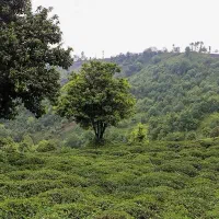 باغ-چای-و-مرکبات-گیلان-لنگرود-اطاقور-پروش-بالا