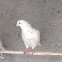 کفتر پرشی غریب