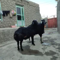 قوچ|حیوانات مزرعه|هریس, |دیوار